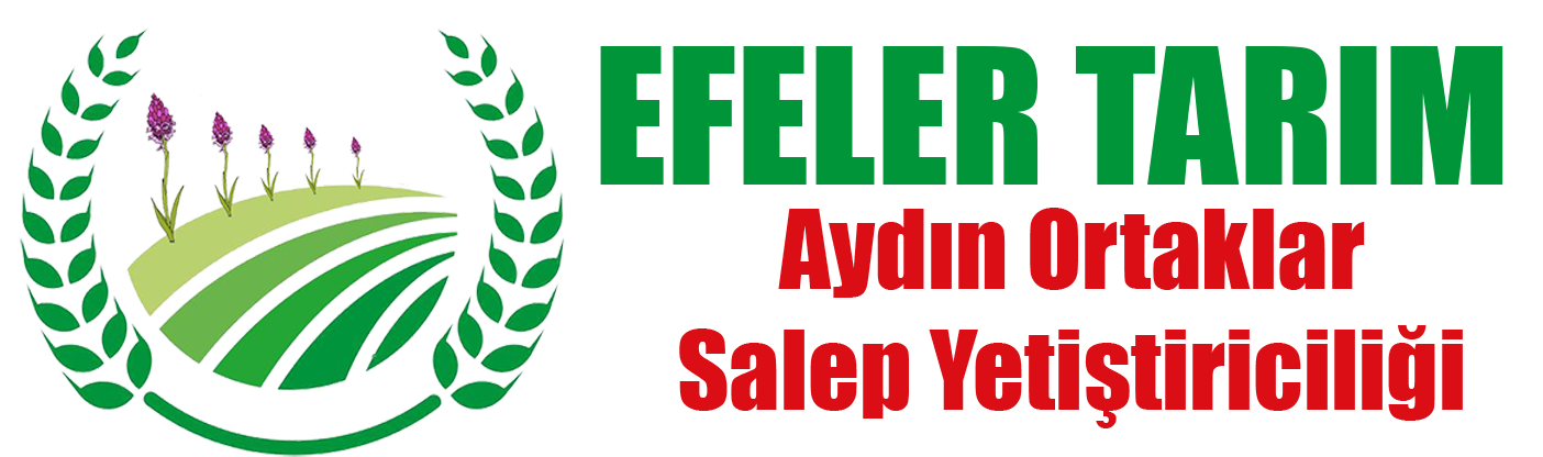 Efeler Tarım | Salep Üreticileri | Salep Orkidesi Üretim ve Arge