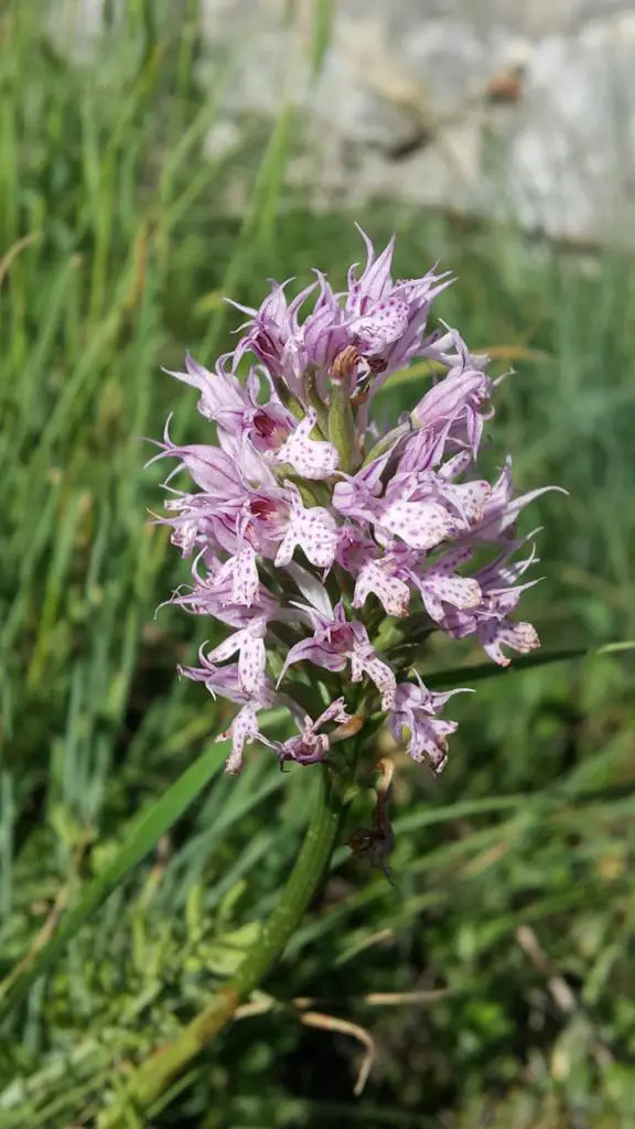 Salep Yetiştiriciliğinde Yanınızda: Efeler Tarım Ücretsiz Danışmanlık Hizmeti